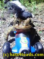 /home//u458753944/public_html/sourcegallery/////Roxborough Toad Detour/2022/2022-04-14 and 04-13/P4141016.JPG
